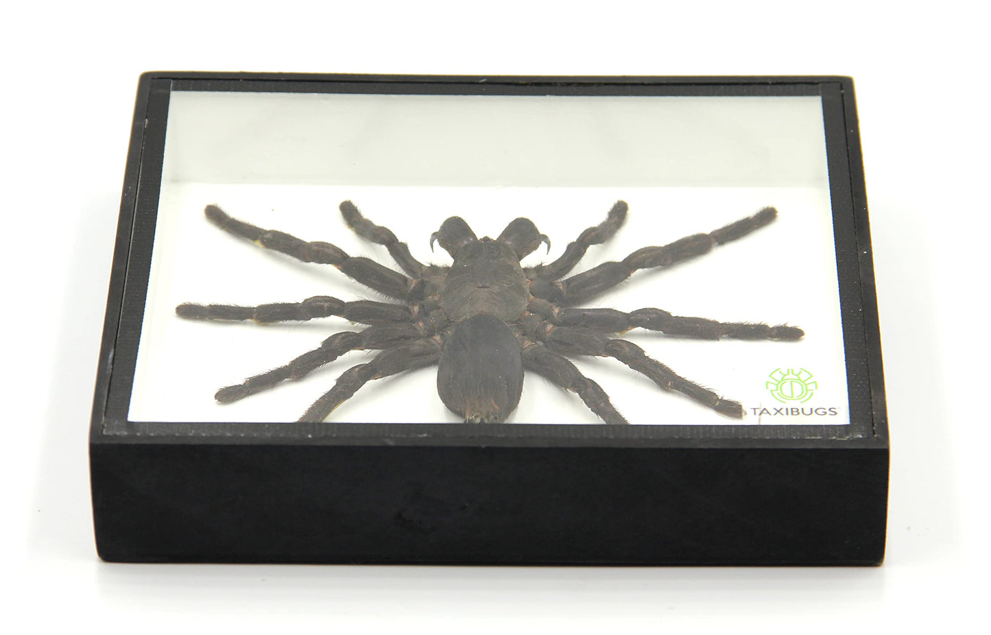Real Giant Bird Eating Tarantula EURYPEIMA SPINCRUS Spider Taxidermy Transparent Boxed Display (Black Wooden Box)