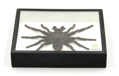 Real Giant Bird Eating Tarantula EURYPEIMA SPINCRUS Spider Taxidermy Transparent Boxed Display (Black Wooden Box)