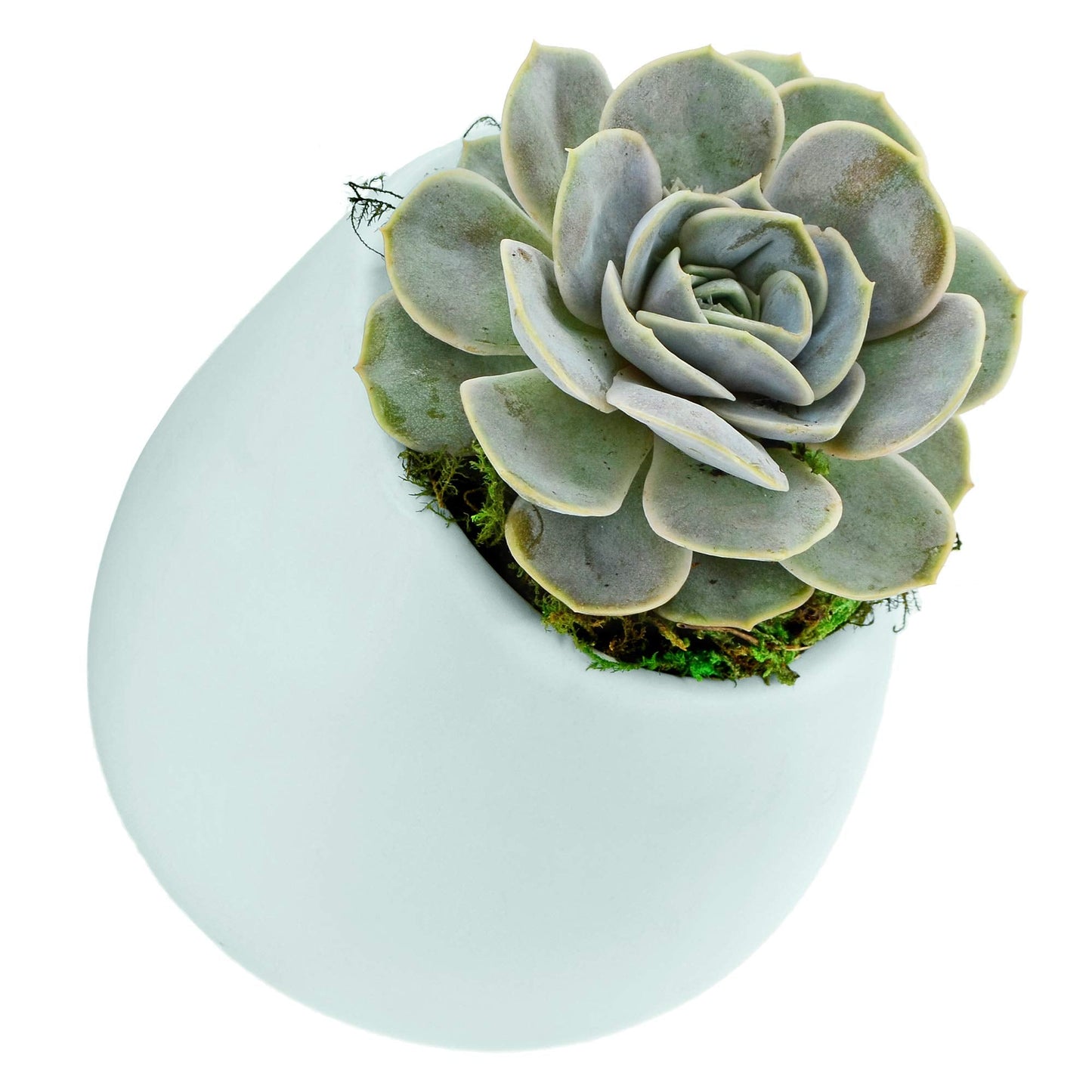Arcadia Garden Products Large Round Wall Planter