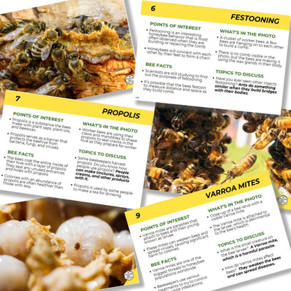 Educational Beekeeping Cards – 12x18 Oversized Beekeeping Flashcards for Teaching Bees and Beekeeping - Classroom and Workshop Learning Tool (Basic Set - Laminated)