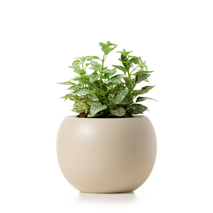 LAMENICO Ceramic Self Watering Plant Pot | 6.8 Inch Pot with 4.5 Inch Inner Pot for Small Plants | Ivory Pot for Indoor Plants | Round Self Watering Planter | Bottom Watering Pots for Indoor Plants