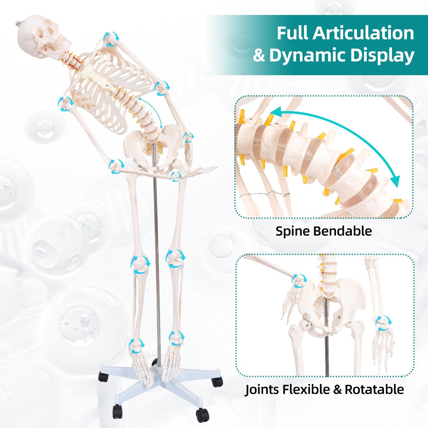 JVVMNJLK Life Size Human Skeleton Model 70.8" with Bendable Spine,Flexible Skeleton Anatomy Model W/Nervous System & Carotid Artery, Medical PVC Posable Skeleton on Rolling Stand for Study & Display