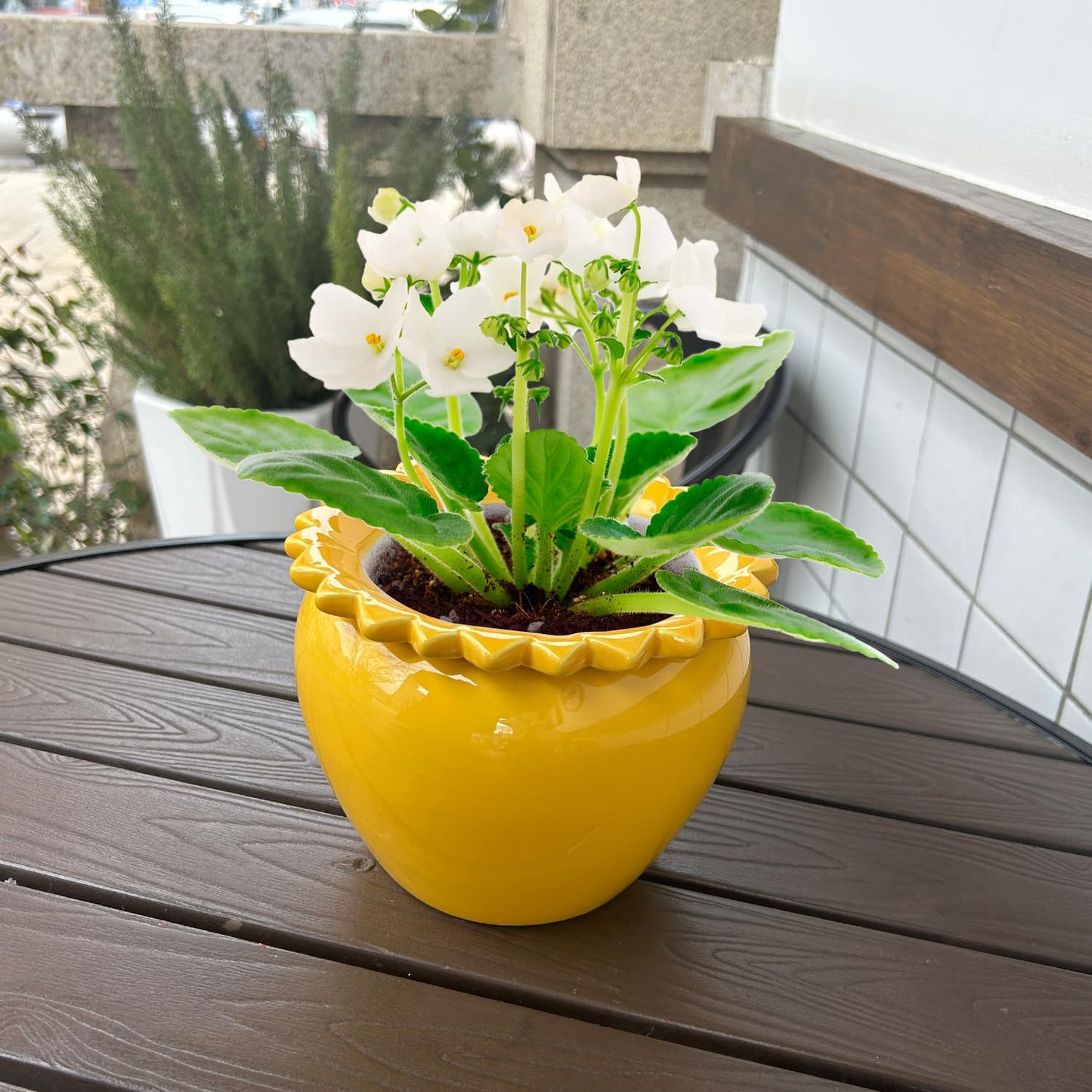 Lovely Ran African Violet Flower Pot Self Watering Plant African Violet Planter Pot Yellow Ceramic Pot Maintenance Plant Seeder Planting 6.5 * 4.6 Inch High Absorption Plant Inner Flower Pot