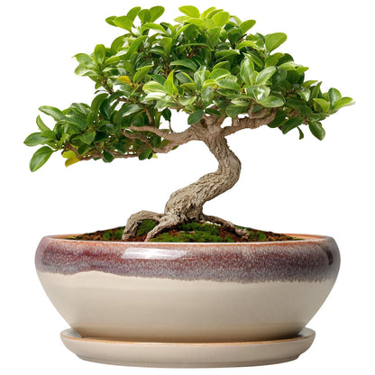 SQOWL Small Bonsai Pots - 6 Inch Ceramic Plant Pots for Succulents, Shallow Planter with Drainage Hole and Saucer, Round Planters for Indoor Outdoor Cactus Plants, House Decor, Birthday Gifts, Beige