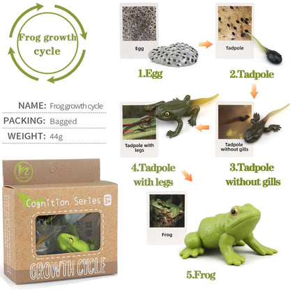 Mbrain5pcs Frog Growth Cycle with Flash Cards,Life Cycle Learning & Education Toys,Montessori Toys,Gift for Girl & Boy for 3 4 5 6 7 Year Old (Frog)