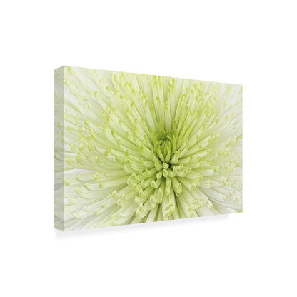 Wrapped Canvas Wall Art - Cora Niele 'Lime Light Spider Mum' Wall Art for Living Room, Bedroom, or Office Décor - 12x19