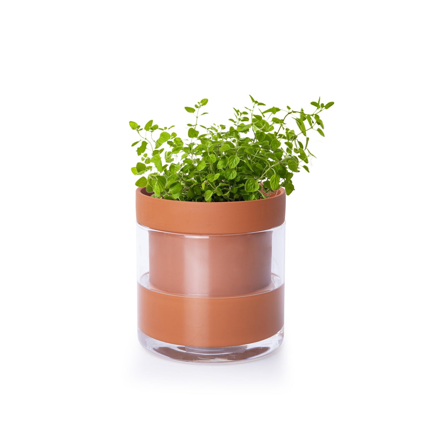 Phoenix Vine 4 Inch Self Watering Planter Pot, Terracotta Clay Pot with Glass Reservoir for Indoor Plants, Herbs, Flowers, Set of 1, 52-A-E-1