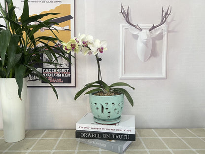 Beitewei Orchid Pots with Holes Round Ceramic Flower Container Succulent Plant Planter Butterfly Pot Saucer Windowsill Contemporary Home Decoration (6 Inch, Light Green)