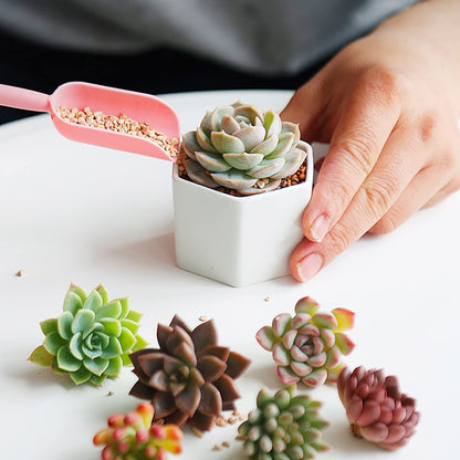 Foraineam 10 Pack Mini Succulent Plant Pots, 2.76 inch Hexagonal White Ceramic Succulent Cactus Planters with Bamboo Tray