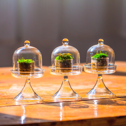 NCYP Mini Glass Bell Dome with Stand and Tiny Cube Planter for Display Jewelry, Ring, Small Plant - (3-Pack) 2.7" x 2.7" x 5" Little Cloche Set, Indoor Decor (Plants Not Included)