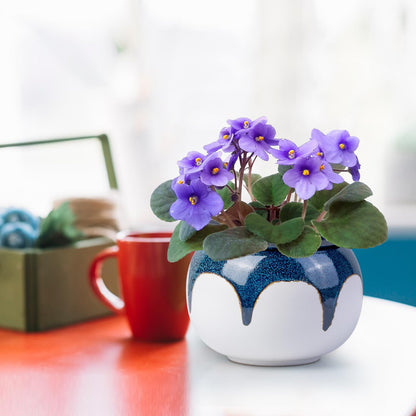 LITUDISO African Violet Pots, 6 Inch Self Watering Pots for Indoor Plants, Easy Plant Self Watering Planter, Ceramic Plant Pot with Absorbent Inner Pot for Flowers - Gradient Blue (No Plants)