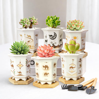 Succulent Pots 6 Pack, Small 3.3 Inch Cactus Pots with Drainage and Bamboo Tray, Ceramic Plant Pots for Succulents, Small Planters for Indoor Plants, Mini Flower Pots