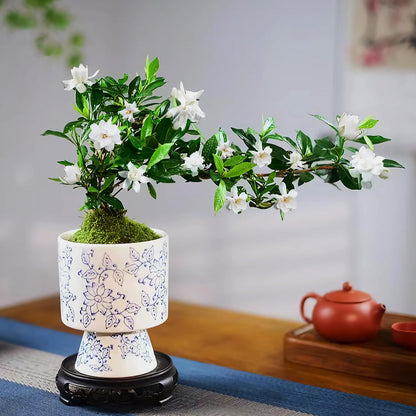 Blue and White Ceramic Flower Pot with Drainage Hole ，Elegant Succulent Plants and Orchid Planters, Home Decor Flowerpots with Tall Cup Shape Suitable for Tiger Tail Orchid and Floral Plants