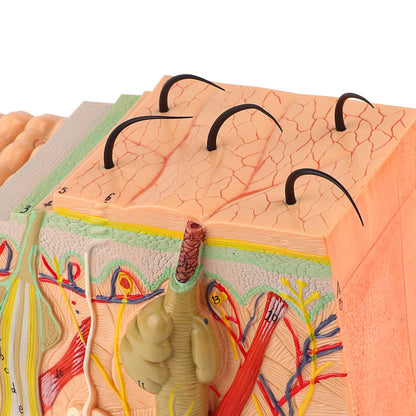 Akozon 50X ThreeDimensional Human Skin Magnified Model, Detailed Skin Anatomy Display, Educational Biology Laboratory Teaching Aid for Teachers and Students