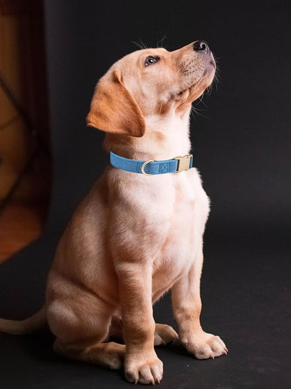 Soft Cotton Dog Collar with Metal Buckle Adjustable Heavy Duty Comfy Corduroy Collars for Small Medium Large Dogs,Blue,Medium