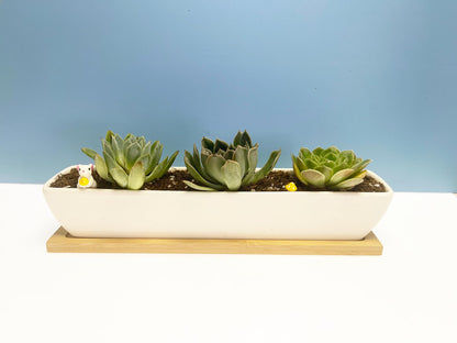 Kipokalor Rectangular Succulent Planter Pot,Two Set of 11.1x2.36x1.77inch Long Rectangular Modern Minimalist White Ceramic with Saucer for Office,Desk,Window. (Bamboo Saucer, Two Set)