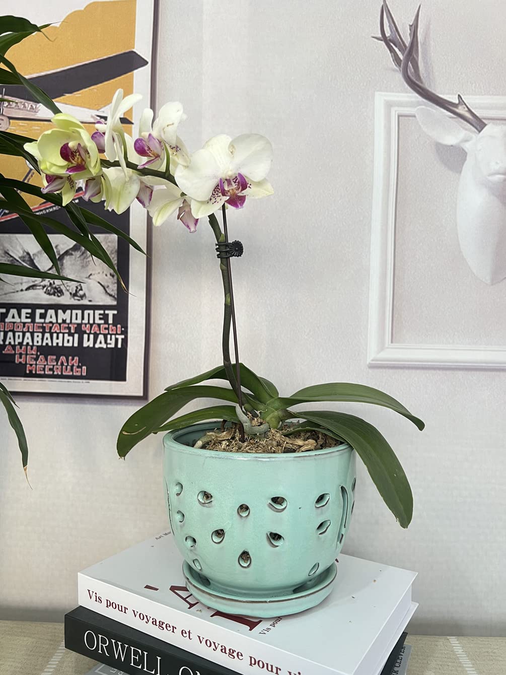 Beitewei Orchid Pots with Holes Round Ceramic Flower Container Succulent Plant Planter Butterfly Pot Saucer Windowsill Contemporary Home Decoration (6 Inch, Light Green)