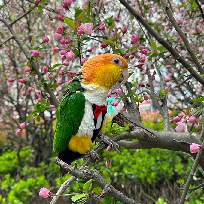 Bird Harness Leather Set Tuxedo Flight Suits with Nappy Diapers Waterproof Inner Layer Urine Wet for Parrot Cockatiel Conure Parakeet Macaw Budgie (XL)
