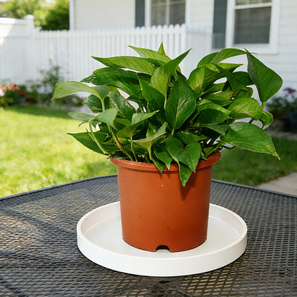 Afrine 1 Pack 12 inch Plant Saucer Drip Tray, Heavy Sturdy Plastic Planter Flower Pot Drainage Tray Plate Saucers for Indoor Outdoor Garden, Plant Water Drip Trays for pots Base (12", Creamy White)