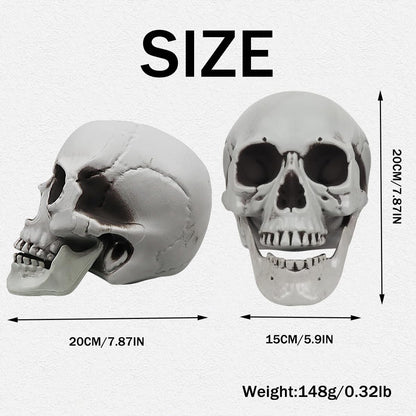 MOKRY PARTY Life Size Skeleton Skull for Halloween Decor Graveyard Outdoor White
