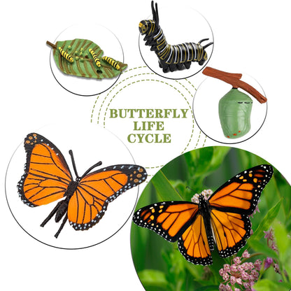 Mbrain 4pcs Butterfly Growth Cycle with Flash Cards,Life Cycle Learning & Education Toys,Montessori Toys,Gift for Girl & Boy for 3 4 5 6 7 Year Old (Butterfly)