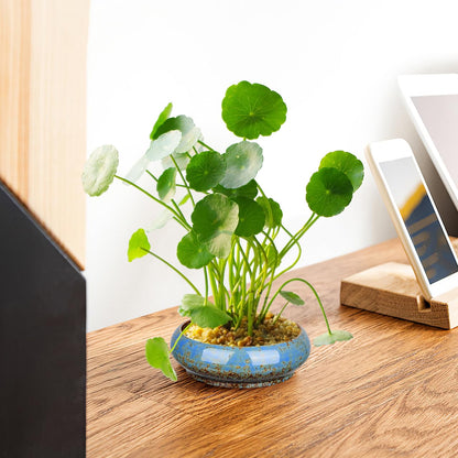 DOITOOL 2Pcs Bonsai Pot Indoor Hydroponic Planters Succulent Round Bowls for Planting in Water Lily Planter Ceramic Hydroponic Plant Pots