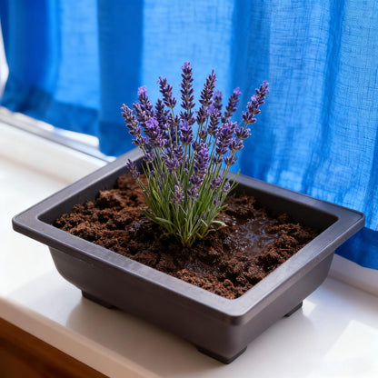ZEONHEI 15 PCS 6.5 Inch Bonsai Training Pots with Trays, Rectangular Plastic Growing Pots, Flower Succulent Pots Container for Garden, Yard, Office, Porch, Balcony, Home Decoration