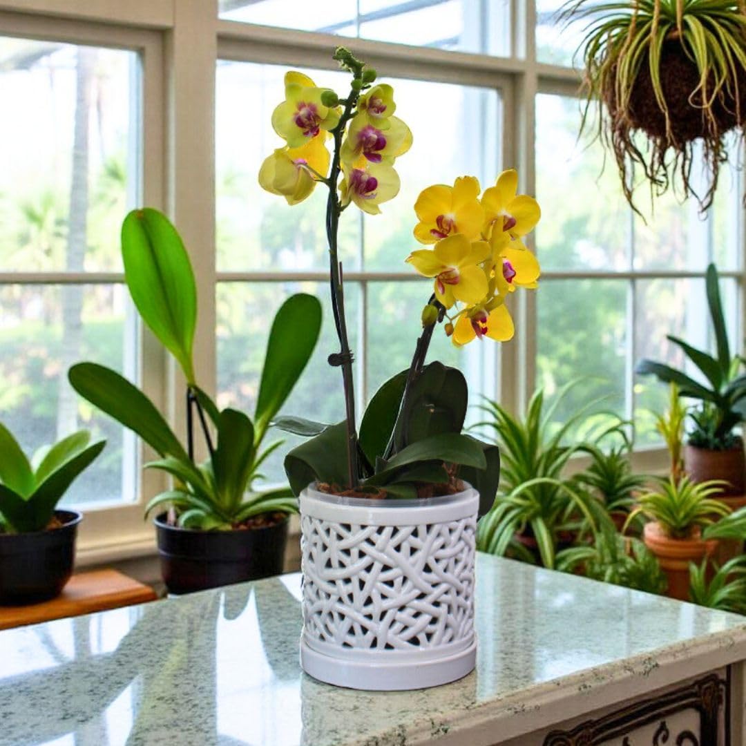 DESQUIGGLE Set of 4 Large Ceramic Orchid Pots with Holes