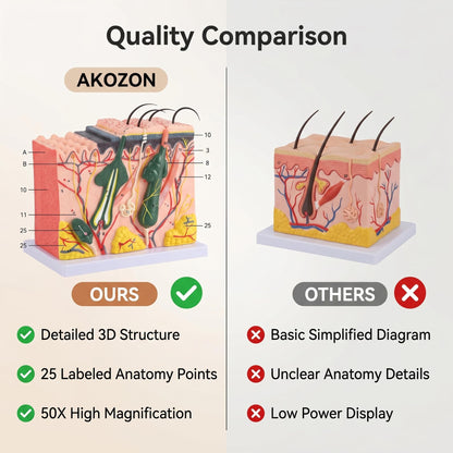 Akozon 50X ThreeDimensional Human Skin Magnified Model, Detailed Skin Anatomy Display, Educational Biology Laboratory Teaching Aid for Teachers and Students