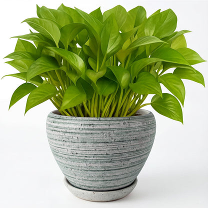Deep Dream 6 Inch Plant Pots- Ceramic Planter Pot with Drainage Hole and Saucer, Round Flower Pot for Indoor Outdoor Succulent, Snake Plants and Cactus, Brushed Green