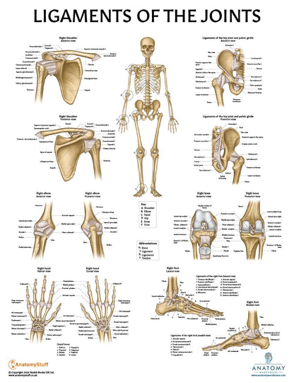 Anatomy Lab Muscular, Skeletal, Ligaments of the Joints, and Spinal Nerves Human Anatomy Poster Set - 4 PACK LAMINATED 17.3 x 22.5 Inches, Body System Bundle, Anatomy and Physiology