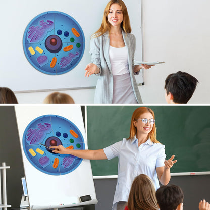 Leitee 18 Pcs Magnetic Animal Cell Model Kits Giant Teaching Resources Early Biology Cell Anatomy Model Life Science Teaching Aid for Whiteboard Learning Tools Educational Classroom Activities
