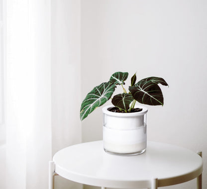 Phoenix Vine 4 Inch Self Watering Planter Pot, Design White Terracotta Pots for Plants, Indoor Cylinder Terra Cotta Pots with Glass Vase, Set of 4, 51-B-E-4