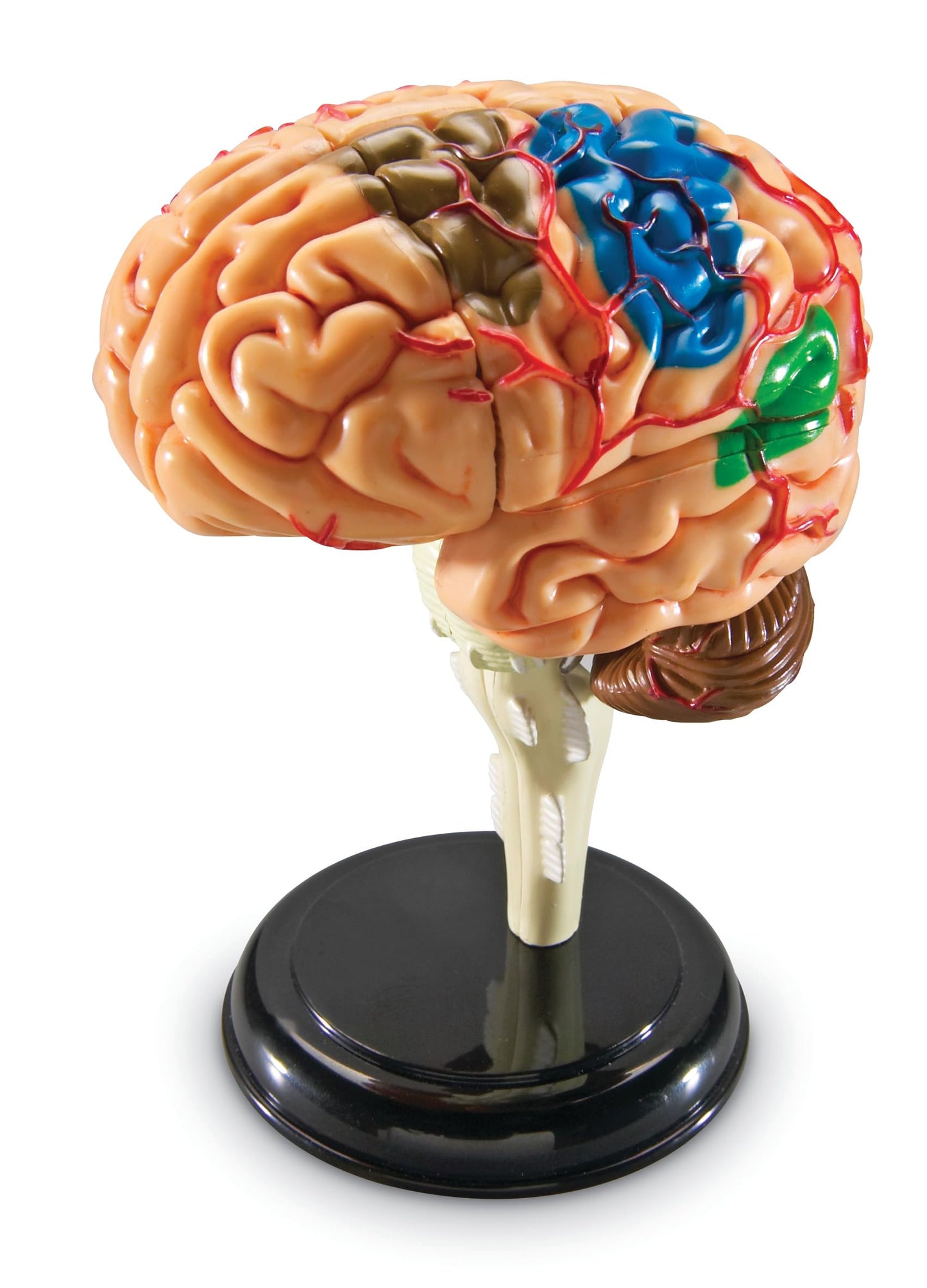 Learning Resources Brain Model - Anatomy and Science Classroom Must Haves, Neuro Health and Human Body Model, STEM Study Tools, Back to School Kits, Homeschool Gifts for Students