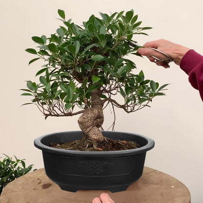 DOITOOL 2 Pcs Large Bonsai Pots 15 Inch Plastic Oval Training Planter with Drainage Holes Deep Tree Bowl for Succulent Nursery