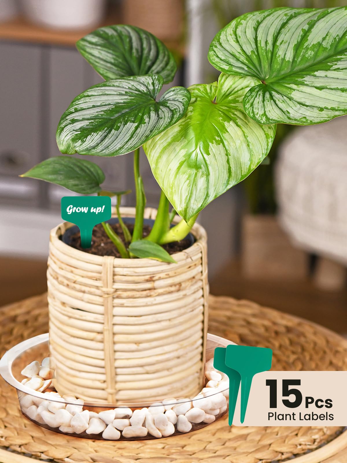 GROWNEER 15 Pack of 6, 8, 10 Inches Clear Plant Saucers Flower Pot Trays, with 15 Pcs Plant Labels, Plastic Plant Drip Trays for Indoor Outdoor Plants Garden, 5pcs of Each Size