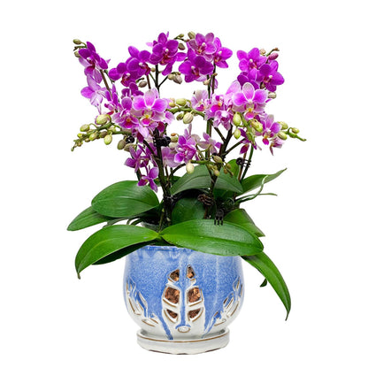 W&W Orchid Pot with Holes and Saucer for Repotting and Better Grow, Blue and White, 6.5 Inches