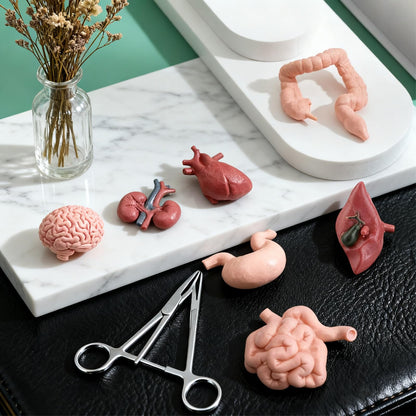 16PCS Mini Human Body Model,Miniatures Body Parts Anatomy Sets,3D Model Study Tools Kit for Anatomy Physiology Study Tools for Learning(2pcs per Model)