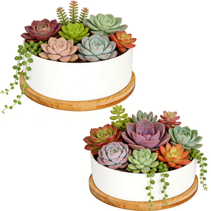 ARVINKEY White Ceramic Succulent Plant Pots, Set of 2 Round Planter Small Cactus Container, Bonsai Pots, Succulent Pots with Drainage Hole& Bamboo Tray (No Plant)