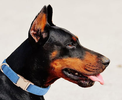 Soft Cotton Dog Collar with Metal Buckle Adjustable Heavy Duty Comfy Corduroy Collars for Small Medium Large Dogs,Blue,Small