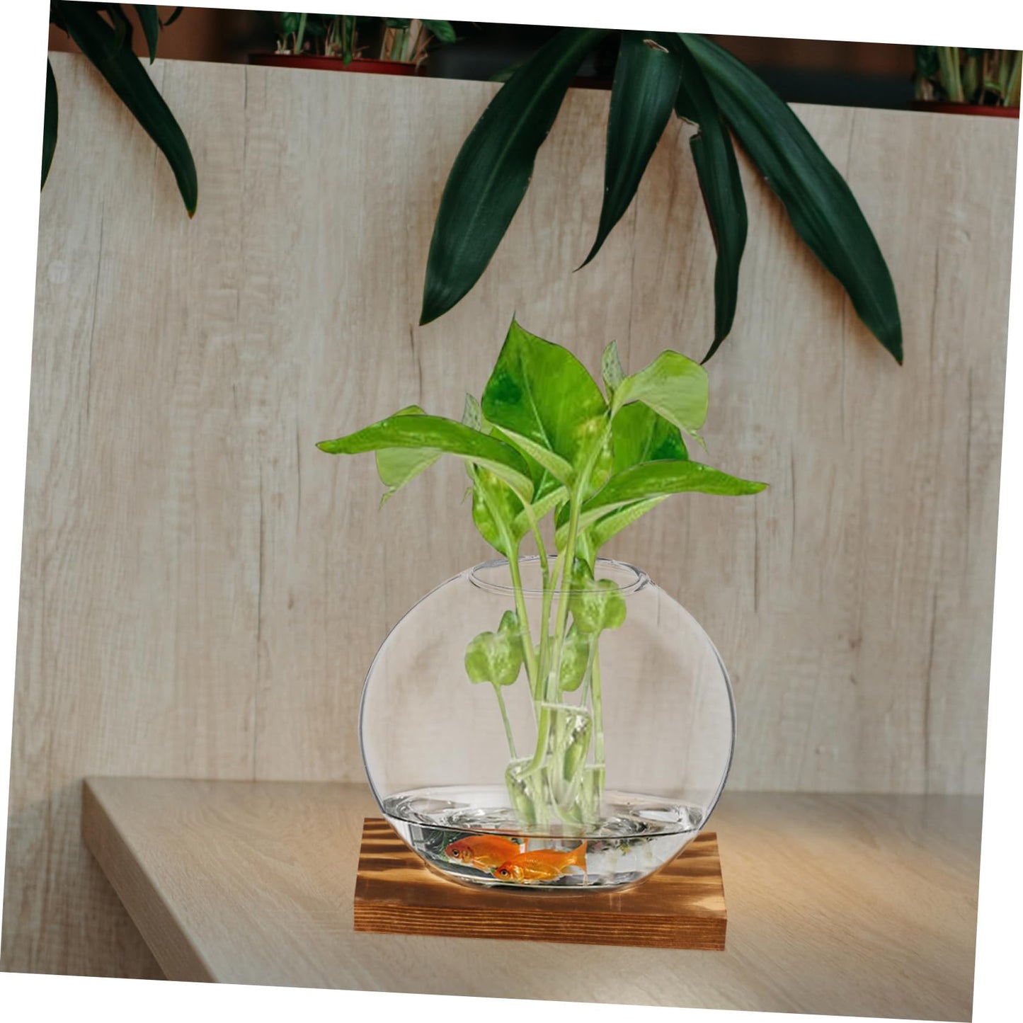 YOSADIER 2Sets Clear Glass Planter with Wooden Base Elegant Small Terrarium Vases for Home Office and Event Decor for Hydroponic Plants Like and African Violets