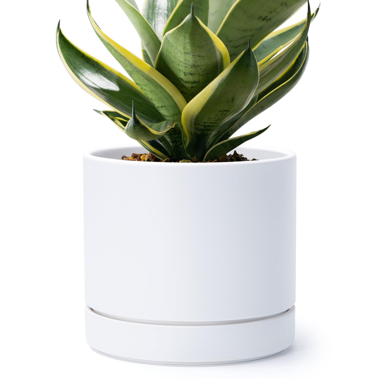 Phoenix Vine 8 Inch Planter Pot with Drainage Hole & Saucer, Deep Water Catch Tray, Straight Cylindrical Round Pot for Plants, Matte White, Pack of 1, 23-B-T-1