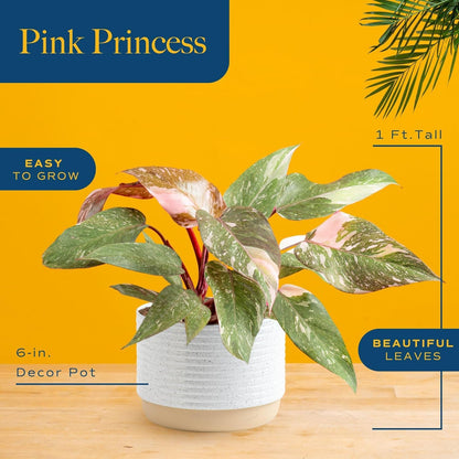 Costa Farms Pink Princess Philodendron, Live Indoor Plant, Rare Unique Houseplant Potted in Indoors Garden Plant Pot, Living Room Home Decor, Trending Tropicals Collection, 1 Foot Tall