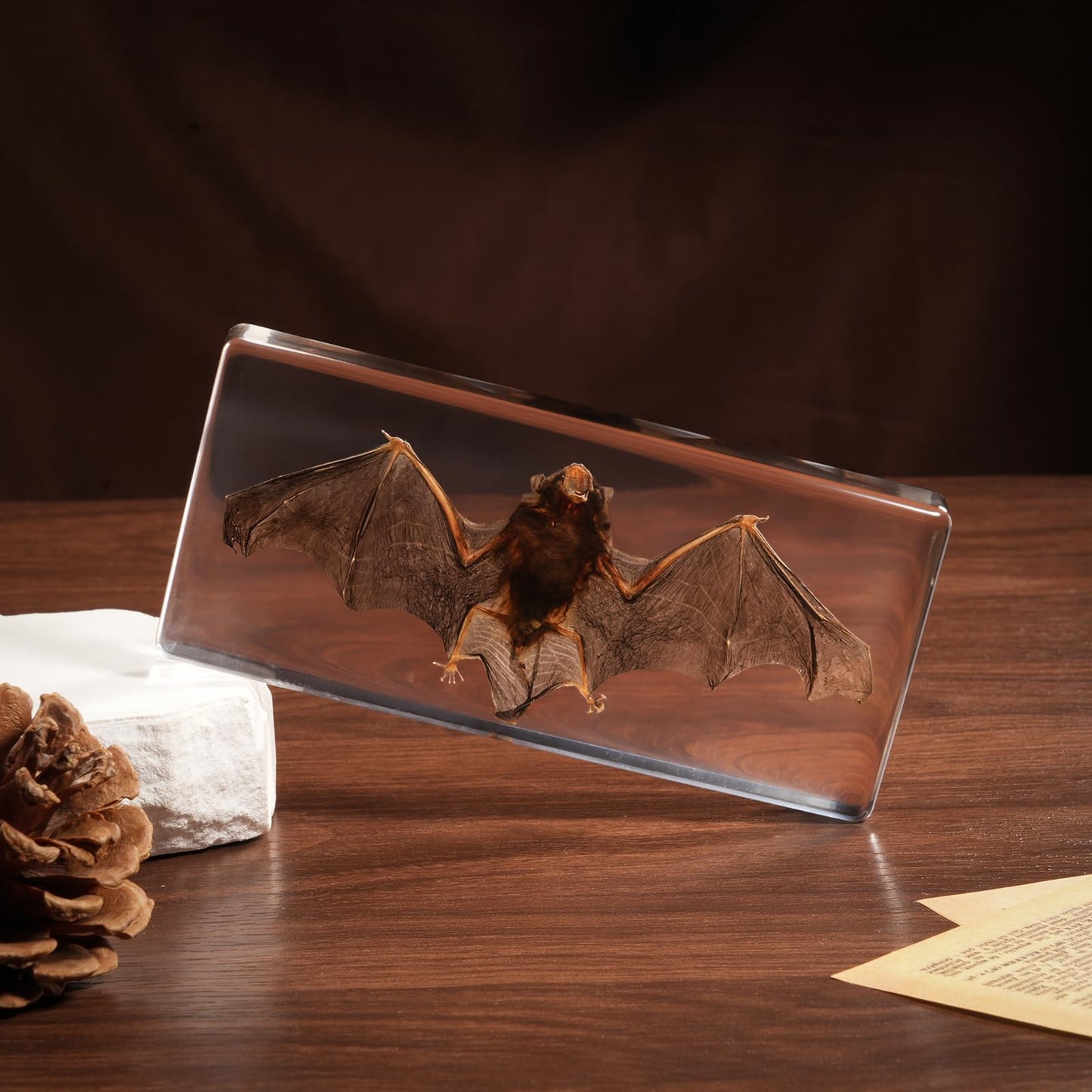 Taxidermy Bat, Real Bats Specimens High Quality Resin Animals for Science Classroom Science Education, Bat Decor Great Gift for Taxidermy, Animal Skull, Oddities, Biology (5.5x2.5x0.7 Inch)