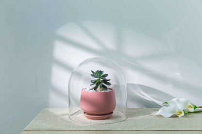 CYS EXCEL Glass Cloche Dome (H:10" D:9.75") | Multiple Sizes Decorative Showcase Display for Antique Collectibles | Bell Jar Terrarium & Dessert Cover