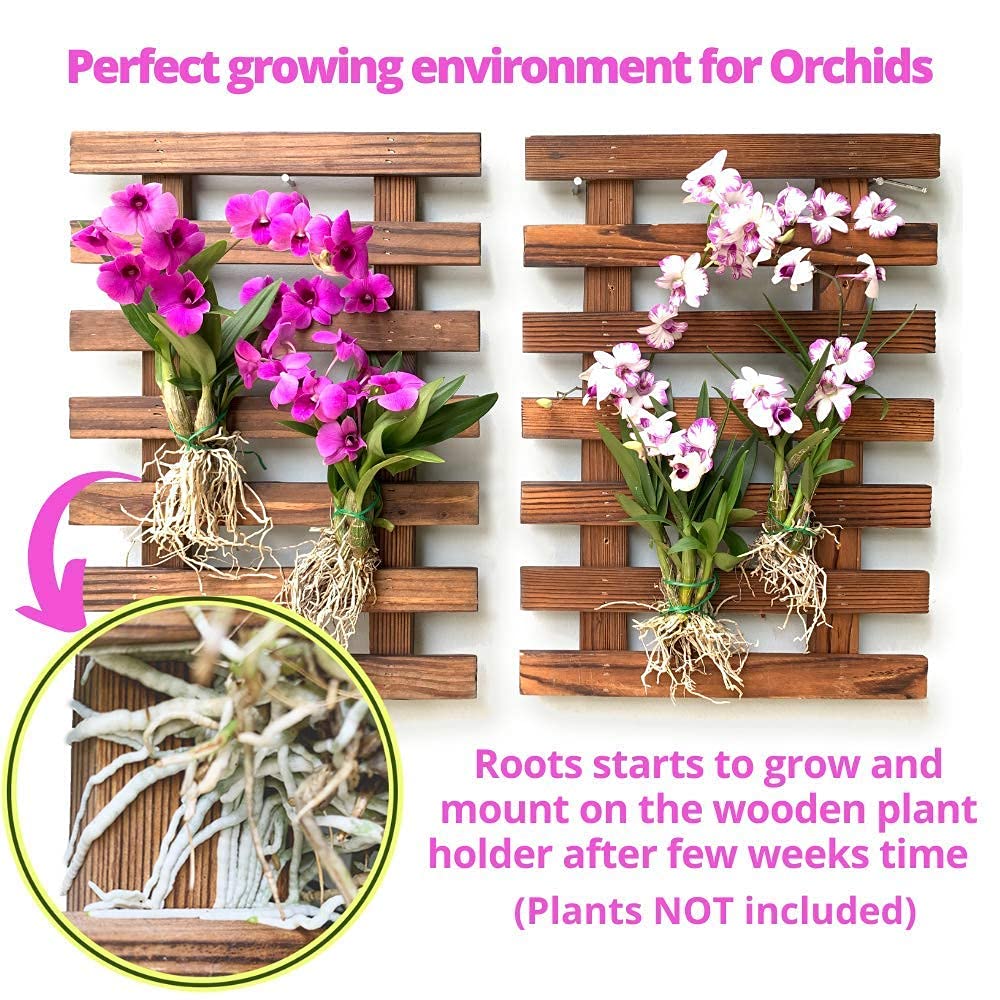 LalaGreen Bundle - 4" x 10 Pack Self Watering Plastic Pot + 4 Pack Wooden Orchid Hanging Planters for Indoor Plants, Wall Mount Plant Stand Ladder, Outdoor Vertical Garden Modern Hydroponic