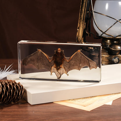 Taxidermy Bat, Real Bats Specimens High Quality Resin Animals for Science Classroom Science Education, Bat Decor Great Gift for Taxidermy, Animal Skull, Oddities, Biology (5.5x2.5x0.7 Inch)