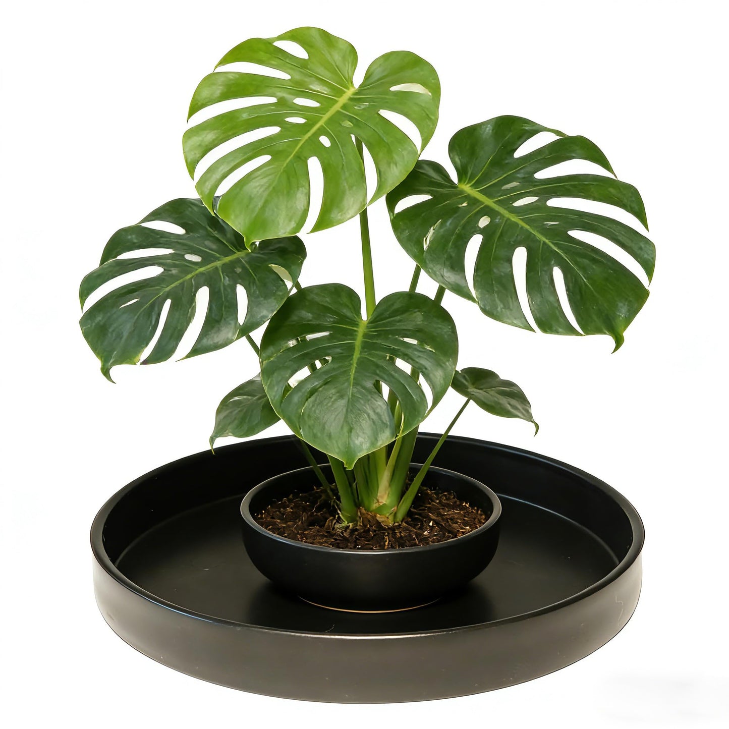 Afrine 2 Pack 8 inch Plant Saucer Drip Tray, Heavy Sturdy Plastic Planter Flower Pot Drainage Tray Plate Saucers for Indoor Outdoor Garden, Plant Water Drip Trays for pots Base (8", Black)