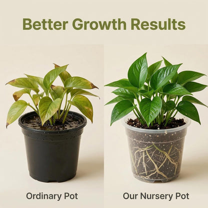 Yondaha Clear Nursery Pots with Drainage – 3.5/4/5/6 Inch, 20 Pack (5 Each Size), Plastic Pots for Plants, Clear Pots for Propagation, Transplanting & Indoor Gardening