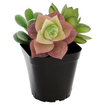 Juvale Square Nursery Pots - Seedling Planters with Drainage Holes - Versatile Pots for Plants & Succulents - Space-Saving Stackable Planters - 2.6 in, Pack of 150, Black